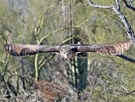 Great Horned Owl (Bubo virginianus)