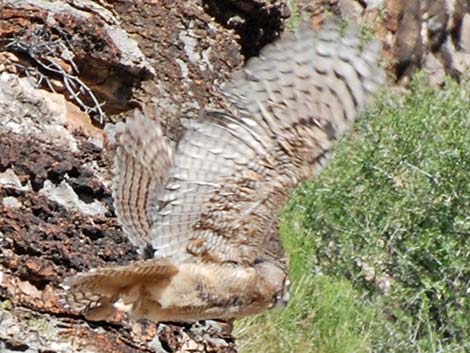 Great Horned Owl (Bubo virginianus)