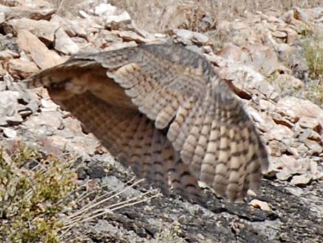 Great Horned Owl (Bubo virginianus)