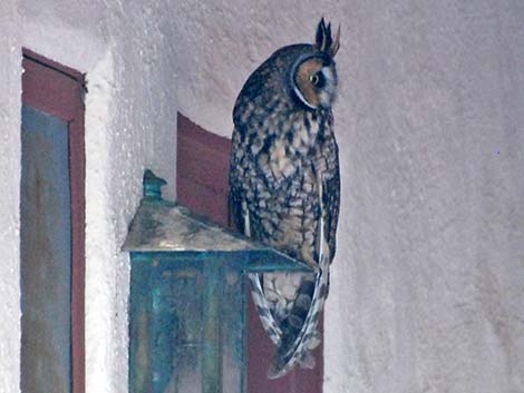 Long-eared Owl (Asio otus)