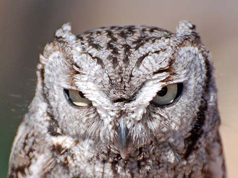 Western Screech-Owl (Otus kennicottii)