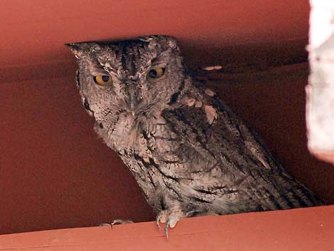 Western Screech-Owl (Otus kennicottii)