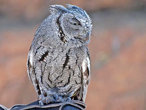 Western Screech-Owl (Otus kennicottii)