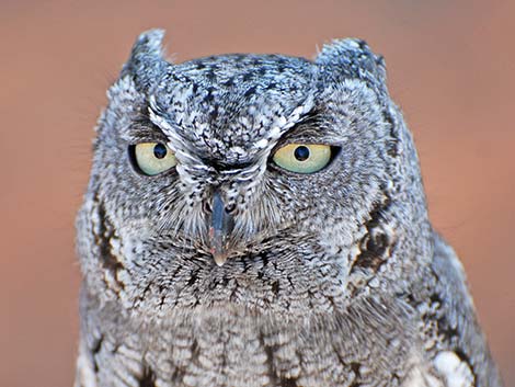 Western Screech-Owl (Otus kennicottii)