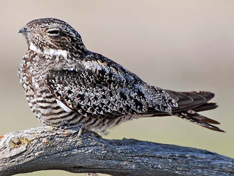 Common Nighthawk (Chordeiles minor)