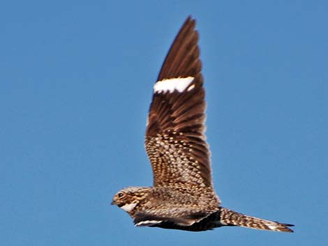 Common Nighthawk (Chordeiles minor)