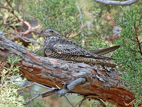 Common Nighthawk (Chordeiles minor)