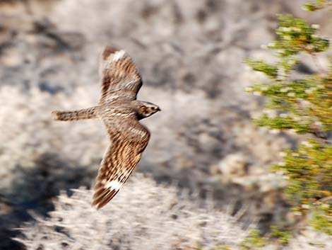 Lesser Nighthawk (Chordeiles acutipennis)