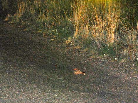 Common Poorwill (Phalaenoptilus nuttallii)