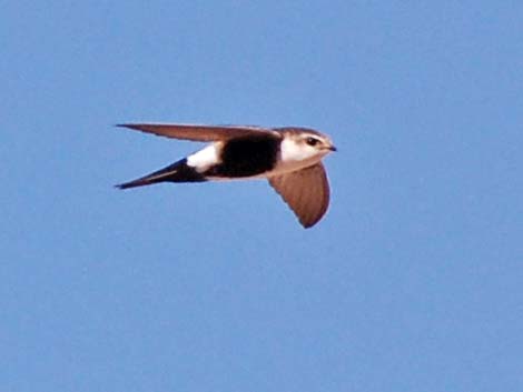 Apodidae, Swifts