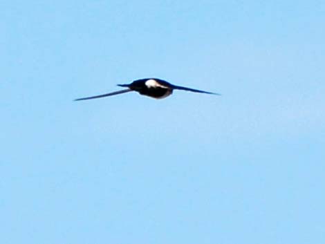 White-throated Swift (Aeronautes saxatalis)