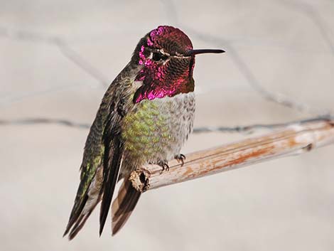 Anna’s Hummingbird (Calypte anna)