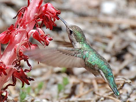 Anna's Hummingbird (Calypte anna)