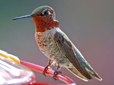 Anna's Hummingbird (Calypte anna)