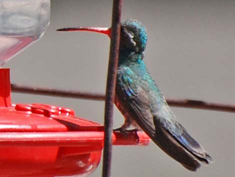 Broad-billed Hummingbird (Cynanthus latirostris)