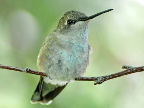 Black-chinned Hummingbird (Archilochus alexandri)