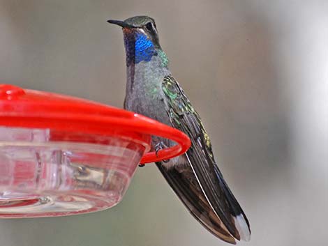 Blue-throated Hummingbird (Lampornis clemenciae)