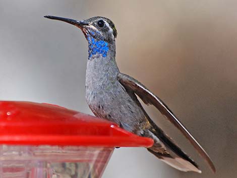 Blue-throated Hummingbird (Lampornis clemenciae)