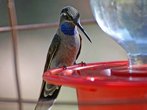 Blue-throated Hummingbird (Lampornis clemenciae)