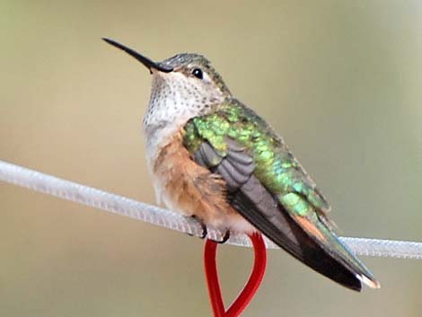 Broad-tailed Hummingbird (Selasphorus platycercus)