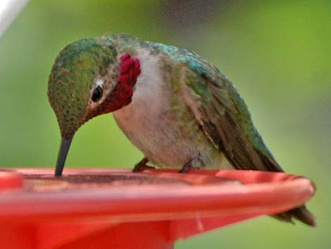 Broad-tailed Hummingbird (Selasphorus platycercus)