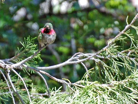 Broad-tailed Hummingbird (Selasphorus platycercus)