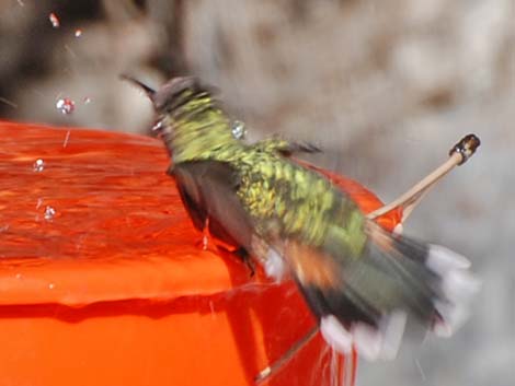 Broad-tailed Hummingbird (Selasphorus platycercus)