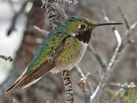 Broad-tailed Hummingbird (Selasphorus platycercus)