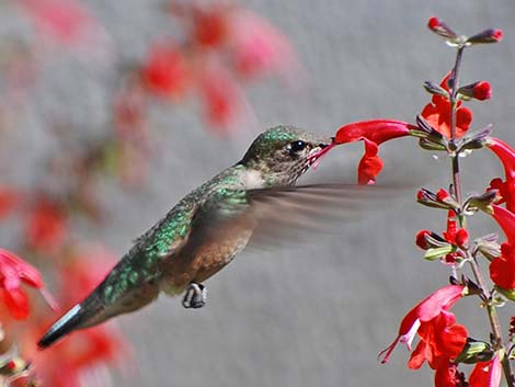 Calliope Hummingbird (Stellula calliope)