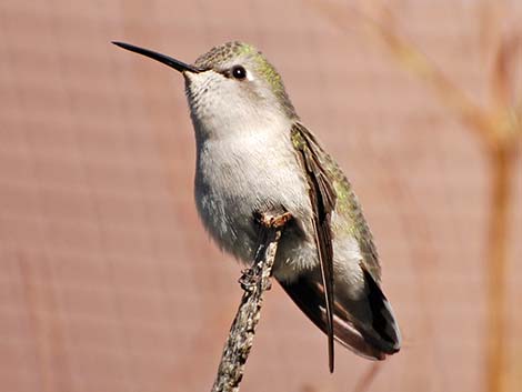 Costa's Hummingbird (Calypte costae)