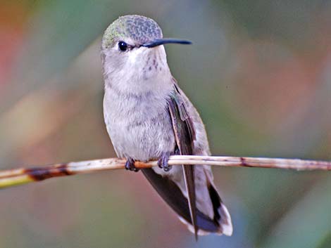 Costa's Hummingbird (Calypte costae)