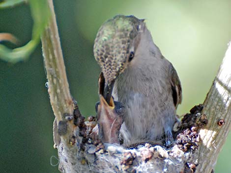 Costa's Hummingbird (Calypte costae)