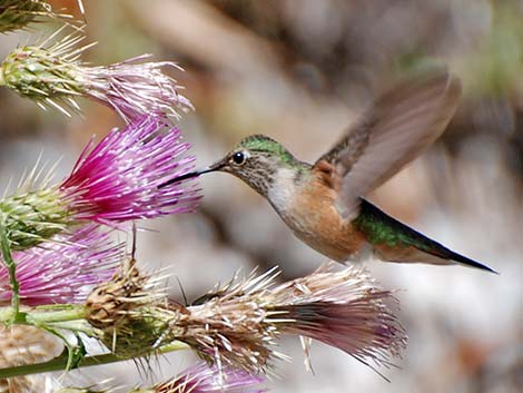 Rufous Hummingbird (Selasphorus rufus)