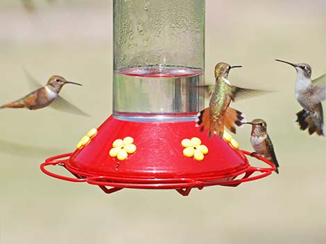 Rufous Hummingbird (Selasphorus rufus)