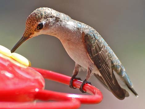 Rufous Hummingbird (Selasphorus rufus)