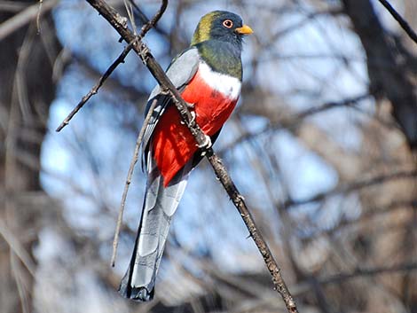 Elegant Trogon