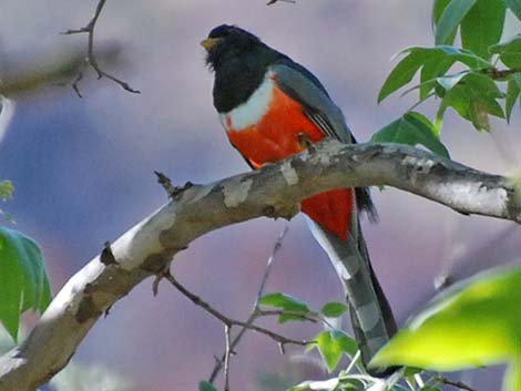 Elegant Trogon (Trogon elegans)