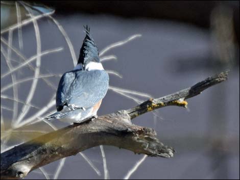 Belted Kingfisher (Ceryle alcyon)