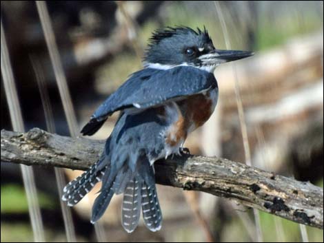 Belted Kingfisher (Ceryle alcyon)