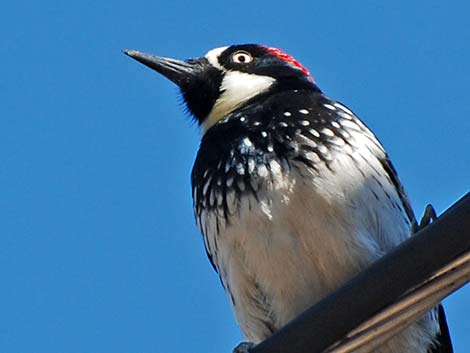 Acorn Woodpecker (Melanerpes formicivorus)