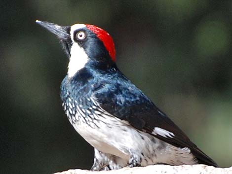 Acorn Woodpecker (Melanerpes formicivorus)