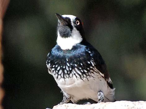 Acorn Woodpecker (Melanerpes formicivorus)