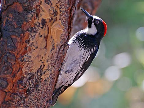 Acorn Woodpecker (Melanerpes formicivorus)