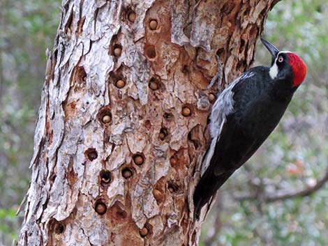 Acorn Woodpecker (Melanerpes formicivorus)