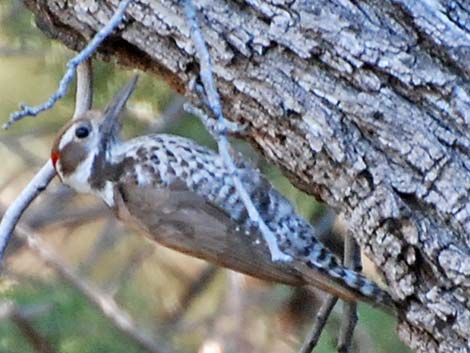 Arizona Woodpecker (Picoides arizonae)