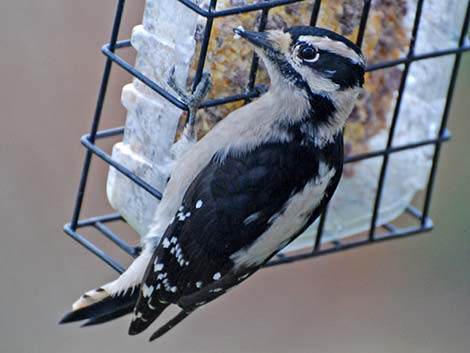 Downy Woodpecker (Picoides pubescens)