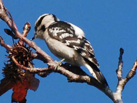 Downy Woodpecker (Picoides pubescens)