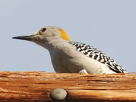 Golden-fronted Woodpecker (Melanerpes aurifrons)