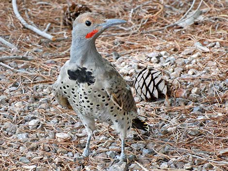 Gilded Flicker (Colaptes chrysoides)