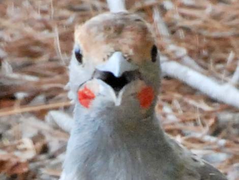 Gilded Flicker (Colaptes chrysoides)